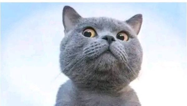 Profile photo of Mary N.